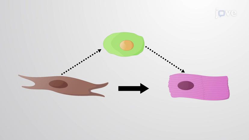 Forced Transdifferentiation