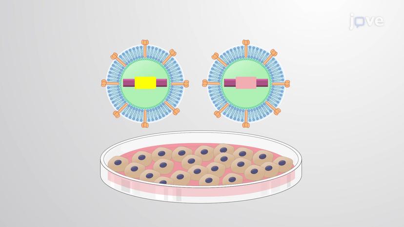 Methods of Nuclear Reprogramming