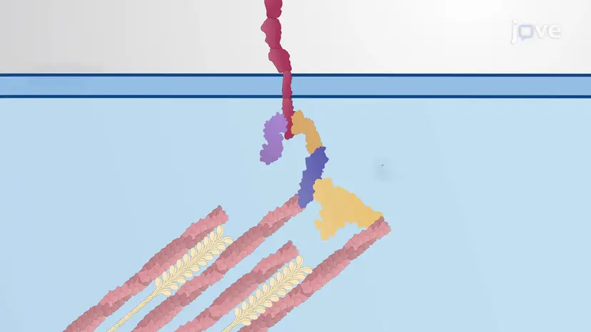 Tension Response at Adherens Junctions