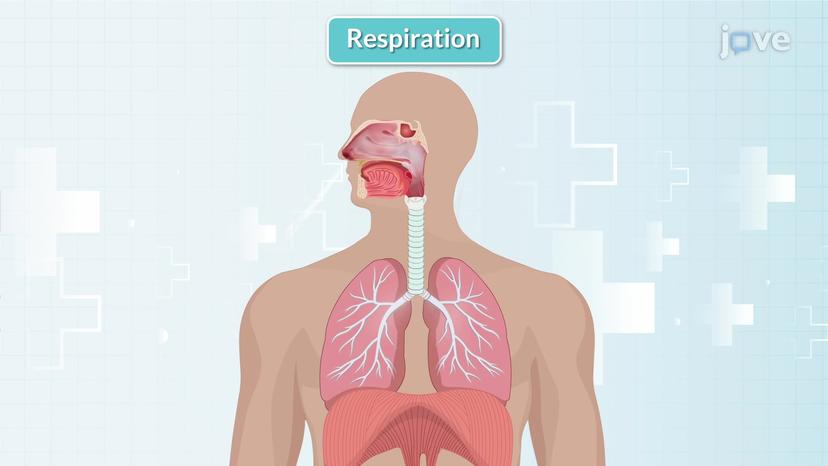 Physiological Control of Respiration