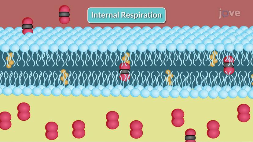 Respiration and Gaseous Exchange