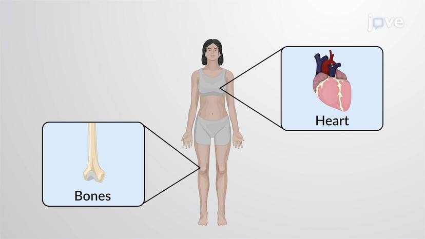 Overview of Anatomy and Physiology