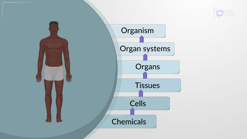 Structural Organization of the Human Body: An Overview