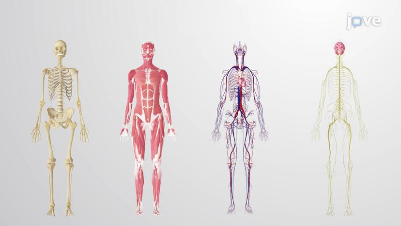 Functions of Life