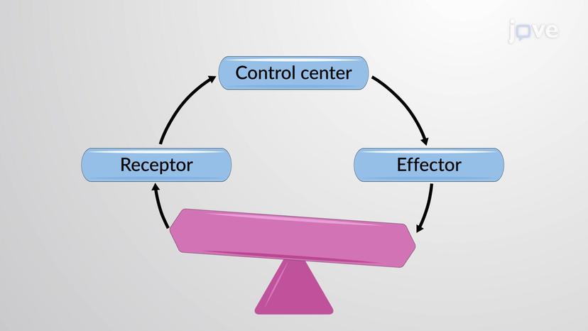 Homeostatic Imbalance