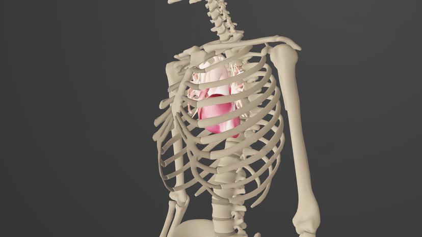 Anatomical Terminology