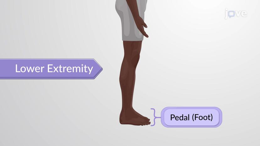 Regional Terms