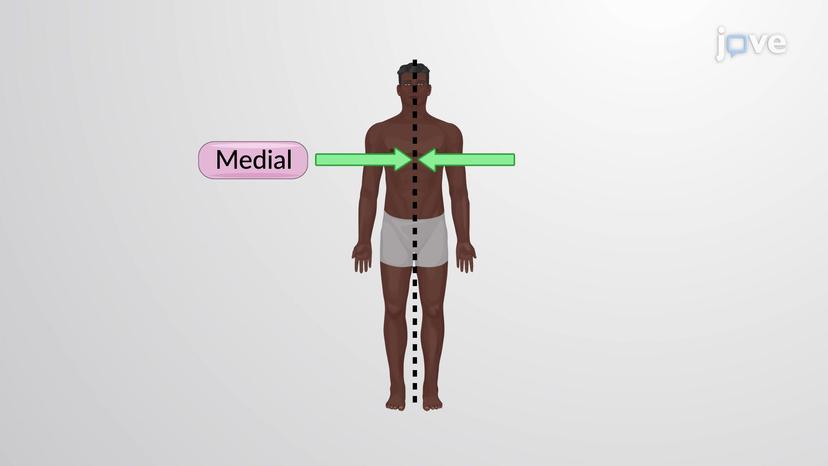 Directional Terms