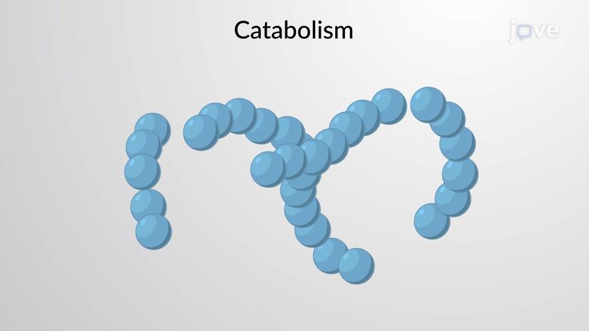 Types of Chemical Reactions: Anabolic and Catabolic