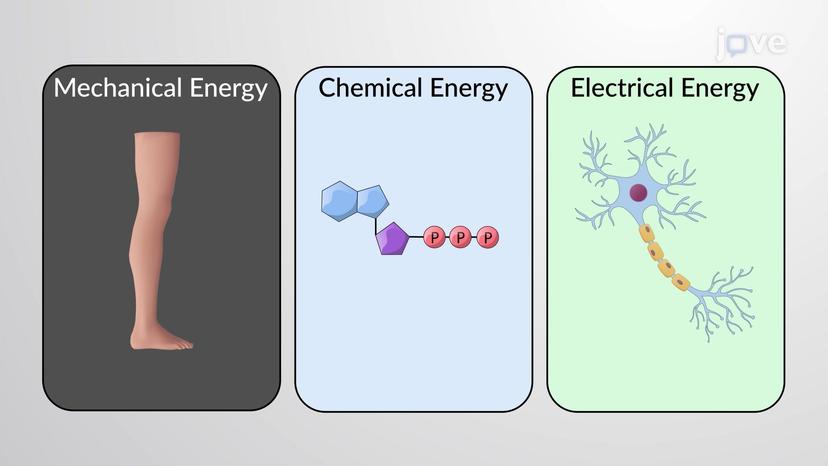 Energy Transfer in Chemical Reactions