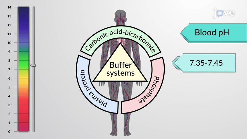 pH Homeostasis