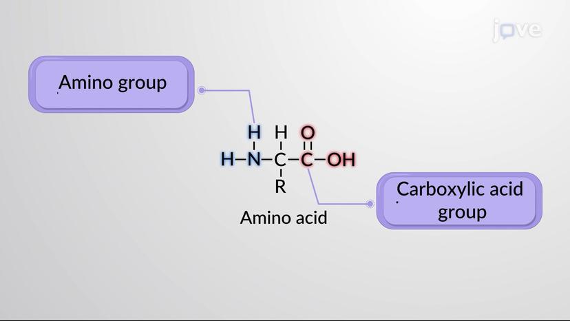 Overview of Functional Groups