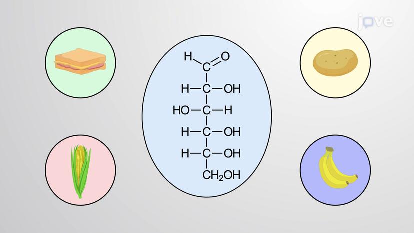 Introduction to Carbohydrates