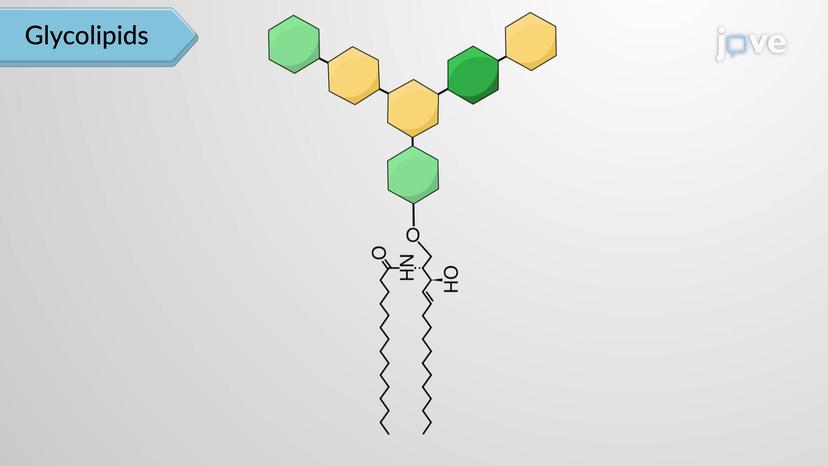 Lipid-derived Compounds in the Human Body