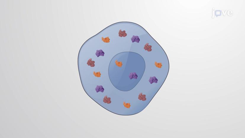 Globular Proteins