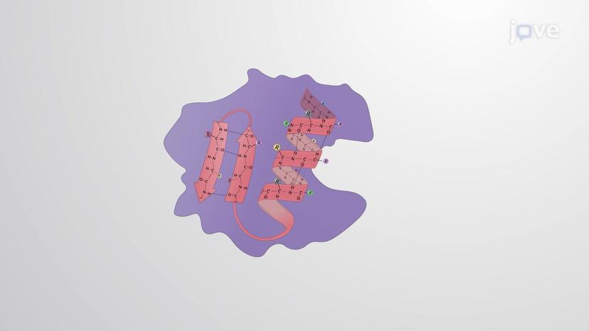 Protein Denaturation