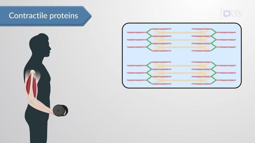 Role of Proteins in the Human Body