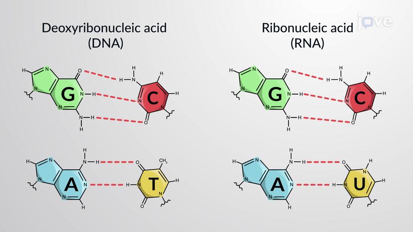 Nucleic Acids and Nucleotides