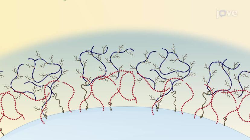 Glycocalyx and its Functions