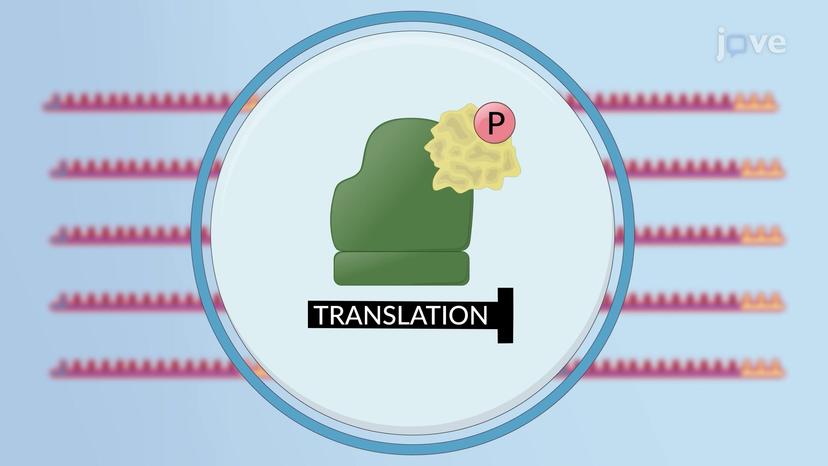 Regulation of Expression at Multiple Steps