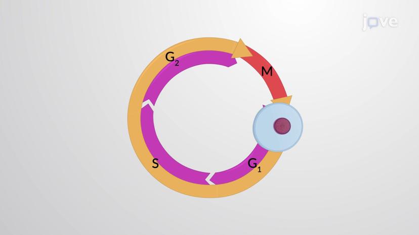 The Cell Cycle Control System