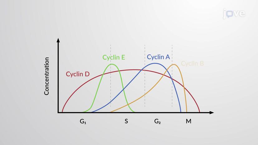 Molecular Factors Affecting Cell Division