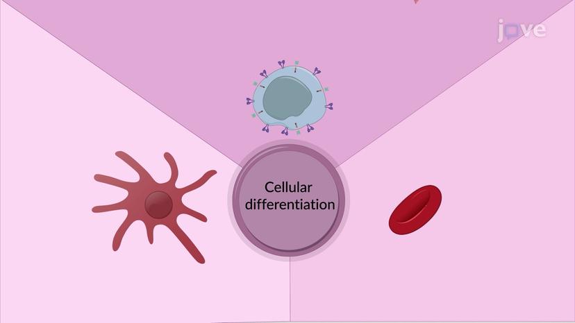 Cellular Differentiation