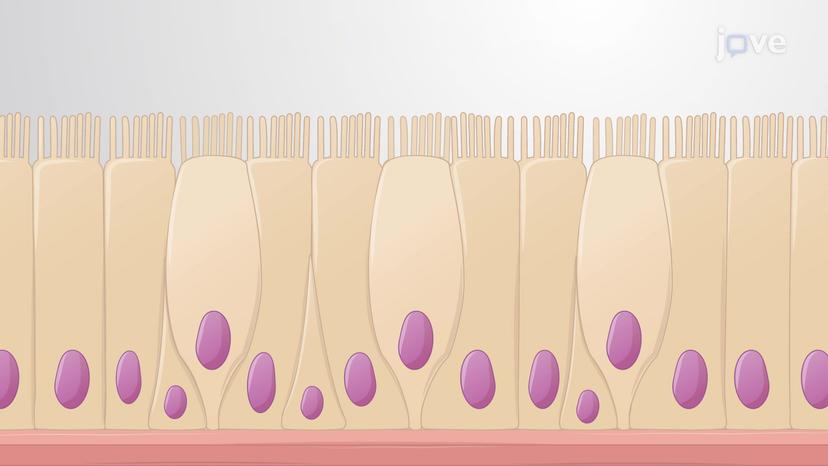 Classification of Epithelial Tissues: Simple Epithelium