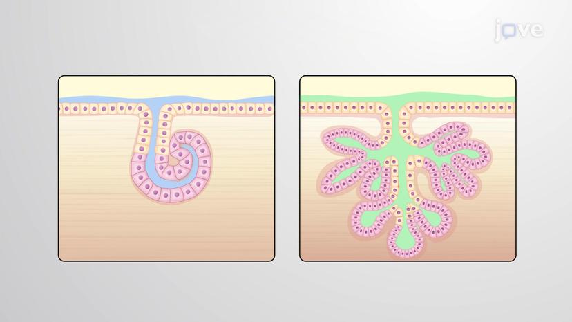 Exocrine Glands: Unicellular and Multicellular Glands