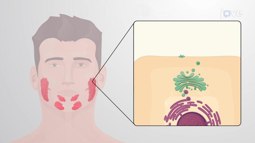 Exocrine Glands: Methods of Secretion