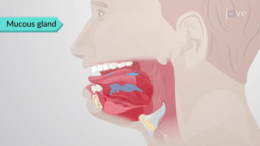 Exocrine Glands: Types of Secretions