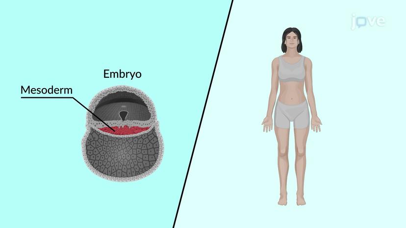 Introduction to Connective Tissues