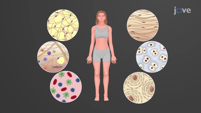 Functions of Connective Tissues