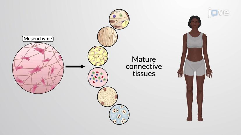 Classification of Connective Tissues