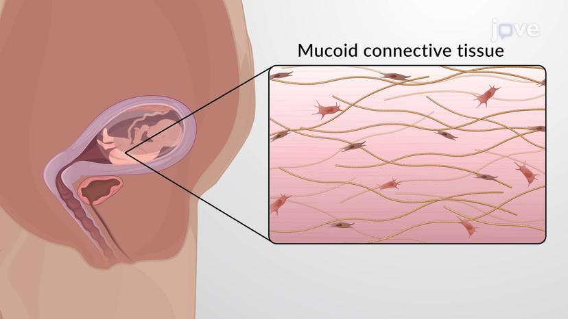 Embryonic Connective Tissues