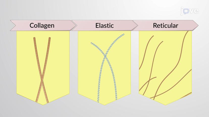 Connective Tissue Fibers and Ground Substance