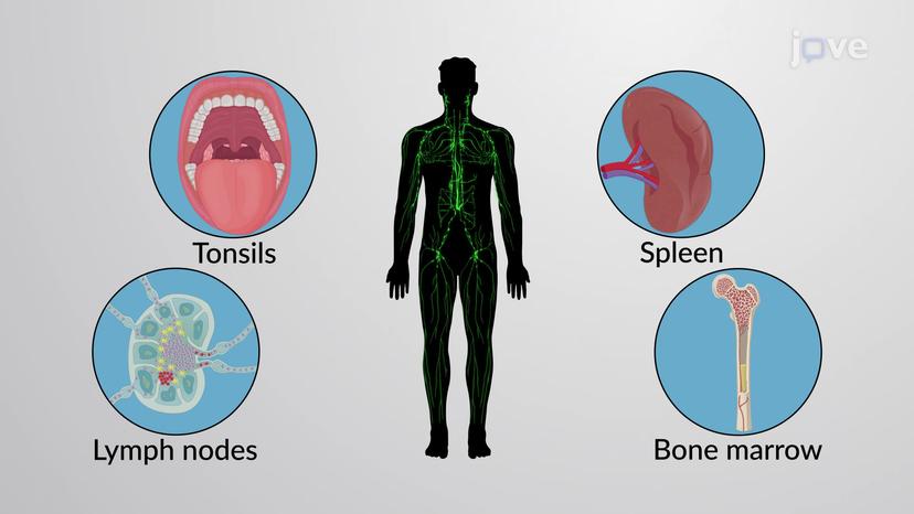 Loose Connective Tissue