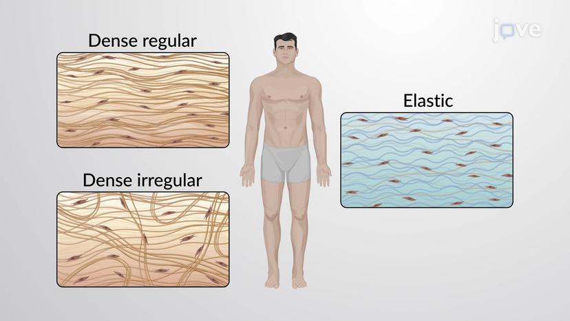 Dense Connective Tissue