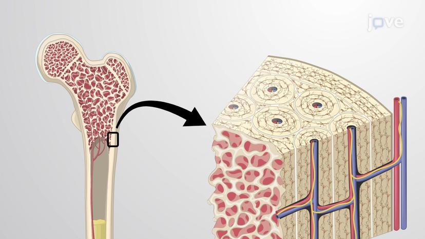 Bone as Supporting Connective Tissue