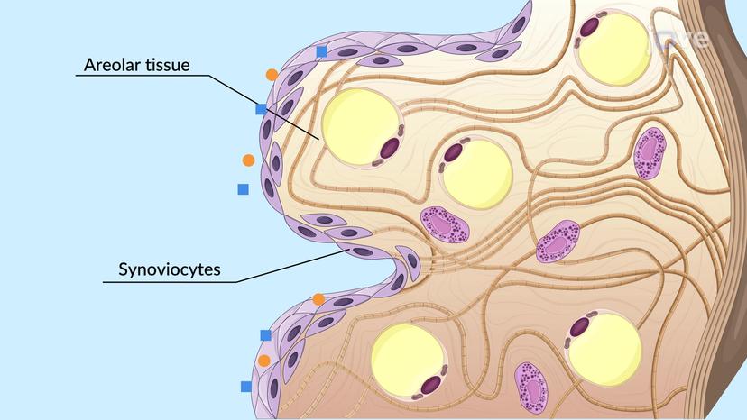 Tissue Membranes