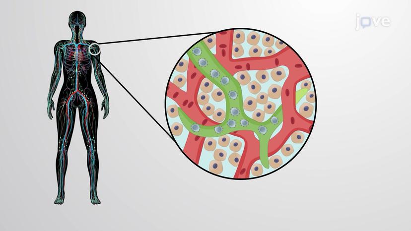 Fluid Connective Tissues: Blood and Lymph