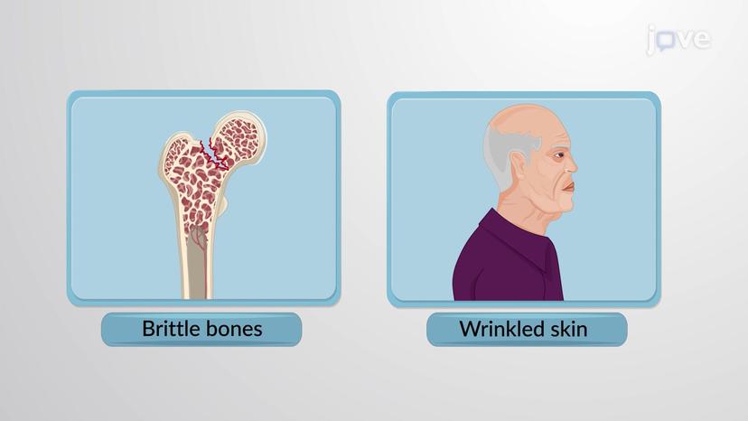 The Effect of Aging on Tissues