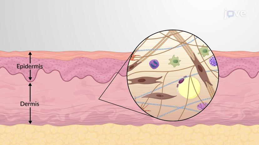 Introduction to the Integumentary System