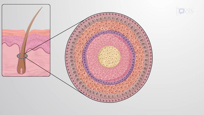 Accessory Structures of the Skin: Hair and Hair Follicles