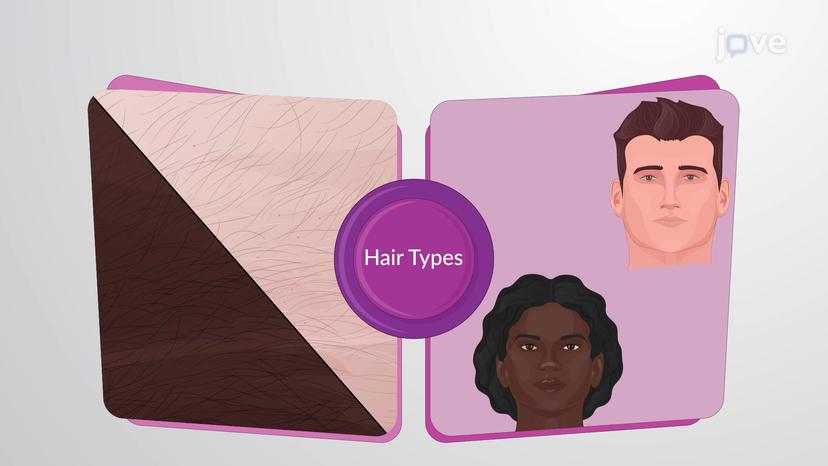 Accessory Structures of the Skin: Hair Growth and Types