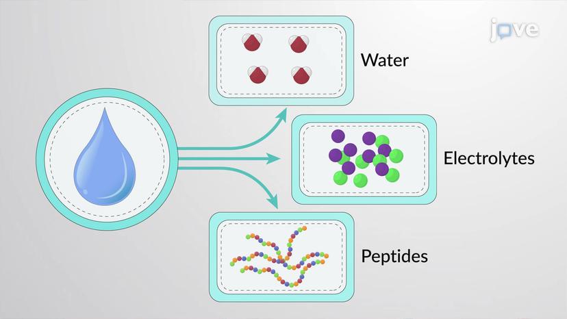 Accessory Structures of the Skin: Sweat Glands