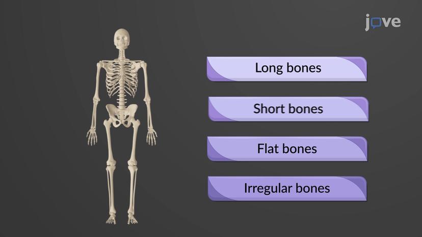 Classification of Bones