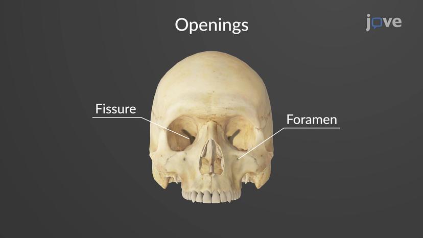 Bone Markings