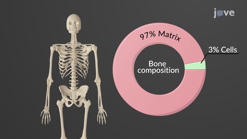 The Bone Matrix