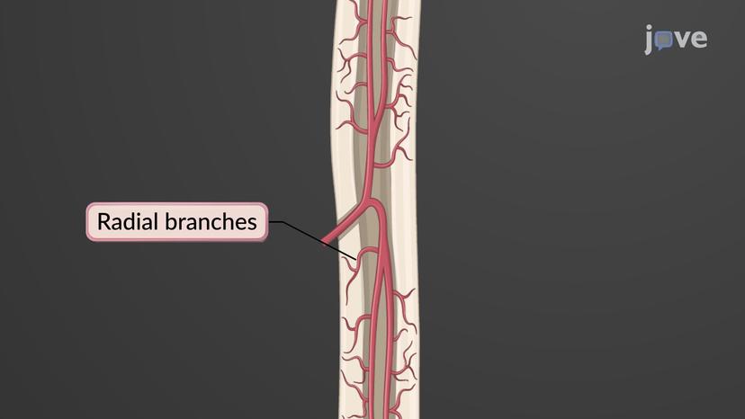 Blood and Nerve Supply to the Bones